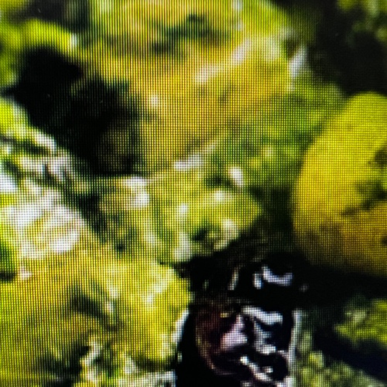 Indulge in Our Kabob Selection